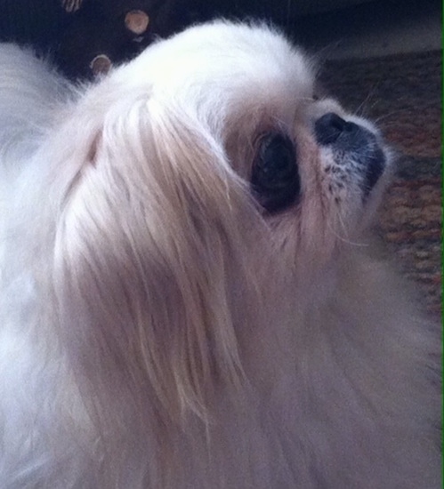 Close up Right Profile - A tan with white Pekingese is laying on a rug and it is looking up and to the right.