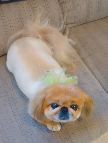 A freshly shaved tan with white Pekingese is laying across a couch. It is looking up. It has longer hair on its tail and head. Its coat is light tan and its head is a darker reddish tan. It has a green ribbon around its neck.
