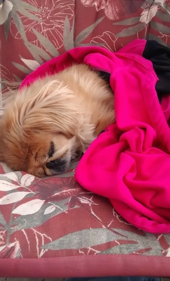 A tan with white Pekingese is sleeping on a red patterned couch and it is covered in a hot pink and black blanket.