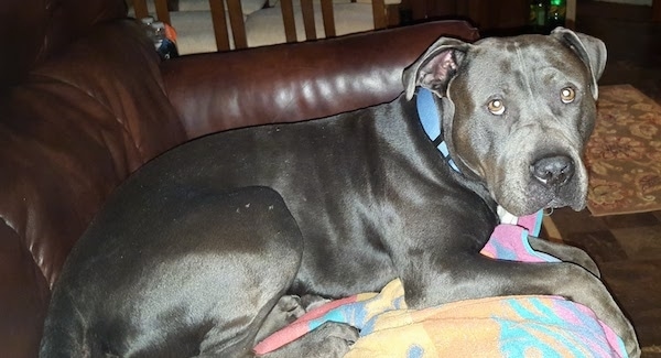 The right side of a black Pit Bull Terrier that is laying across a couch, on top of a blanket and it is looking forward.