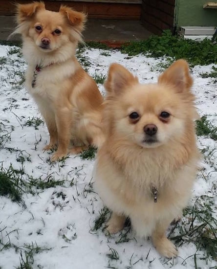 Two red and cream Pomchis are sitting on a grass surface that has snow over it. They are looking up and forward.