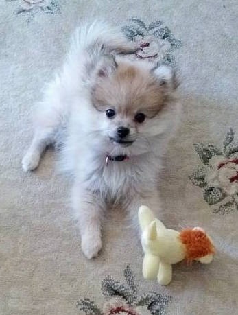 A Pomeranian puppy laying on a tan carpet next to a little lion plush toy