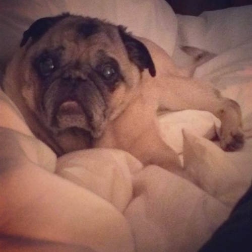 A graying tan and black pug laying on a tan bed.