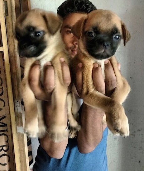 Two tan with black Pug puppies are being held in each hand of a person.