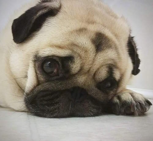 Close up head shot - A tan with black wrinkly faced Pug dog is laying down on a ground. It has big round eyes and small black ears and a black snout.