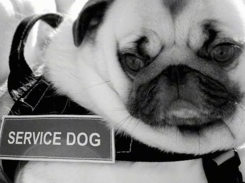 Close up head and upper body shot - A  black and white photo of a Pug that is wearing a vest with the words - Service Dog - on it. The dog has a lot of extra skin.