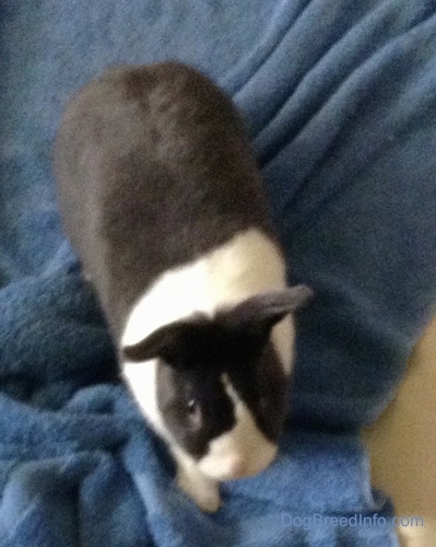 A black with white Dwarf Netherland Bunny is standing on a blue towel and it is looking up.
