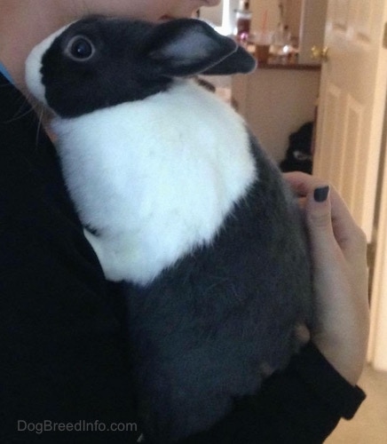 Close up side view - A black with white Dwarf Netherland Bunny is in the arm of a person nuzzled against their neck.
