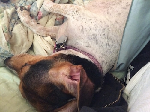 The right side of a white with black and tan Raggle dog sleeping on a couch next to a person.