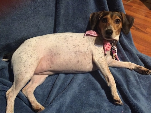 The left side of a white with black and tan Raggle dog laying on a blue blanket looking up.