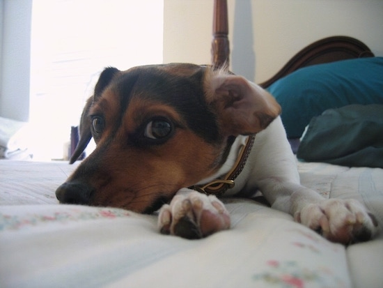 Close up front view - A black, tan and white Raggle dog is laying down on a human's bed and it is looking forward.