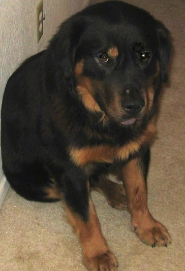 rottweiler chow mix temperament mixed breed pictures with bios 33 rottweiler chow mix temperament mixed breed pictures with bios 33