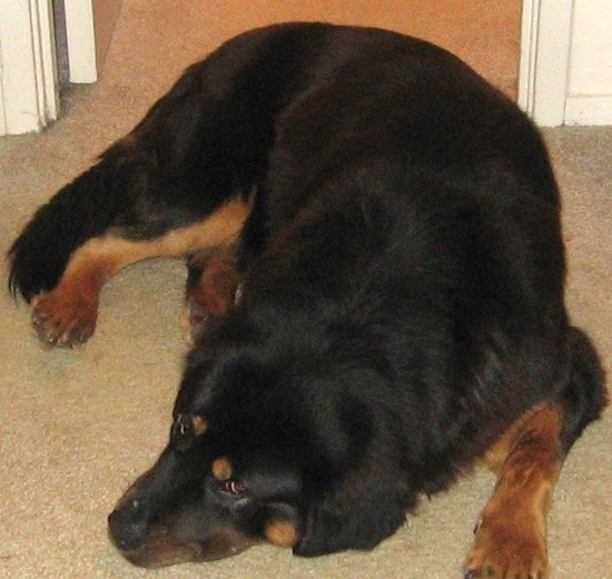 A large furry black and tan dog looking sleepy laying on a tan carpet inside of a house.