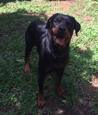 Front view - A black with brown Rottweiler is standing in grass. Its mouth is open and it looks like it is smiling.