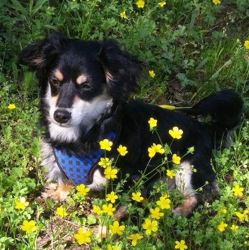 Front side view - A short-legged black with tan and white Schweenie dog is sitting in the middle of yellow butter cup flowers looking to the left. The dog is wearing a blue harness.