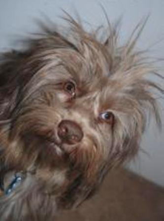 Close up head shot - A longhaired scruffy looking tan Schweenie with the hair on his head sticking up in the air. Its round eyes are golden brown and its nose is brown.
