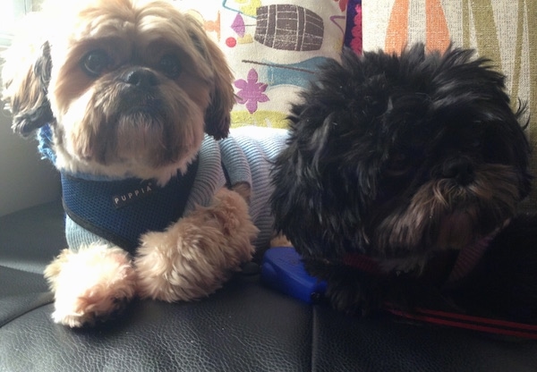 Close up - Two shaved, thick coated, Shih Tzus are laying across a black leather couch, they both are wearing sweaters and looking to the right. One dog is tan and black and the other dog is black.