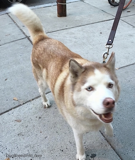 Front side view - A happy-looking, red and white fluffy dog with blue eyes looking up at the camera.