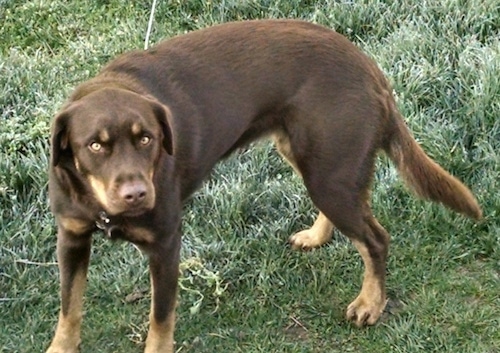 Side view - A brown with tan Siberian Retriever dog with golden brown eyes standing in grass looking up.