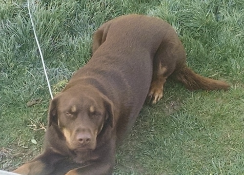 A brown with tan Siberian Retriever is laying on grass and it is looking forward. The dog is very large and its eyes are squinted closed.