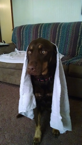 Front view - A brown with tan Siberian Retriever dog with golden brown eyes sitting on a carpet, it has a white towel over its head and there is a couch behind it.