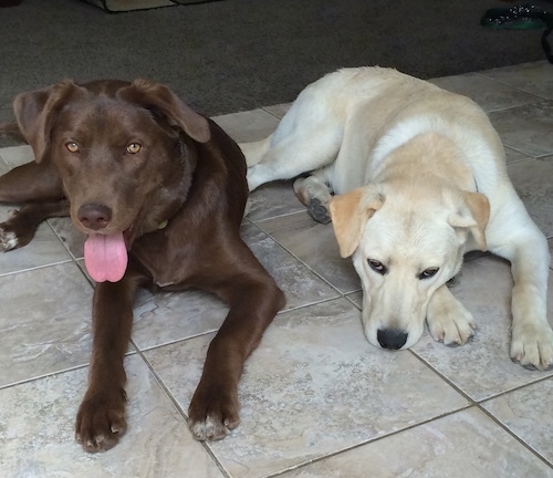 Front view - Two dogs laying down on a tan tiled floor - A brown Siberian Retriever dog with golden brown eyes is laying next to a yellow Siberian Retriever. The yellow dog looks sleepy and the brown dog looks happy with its tongue out.