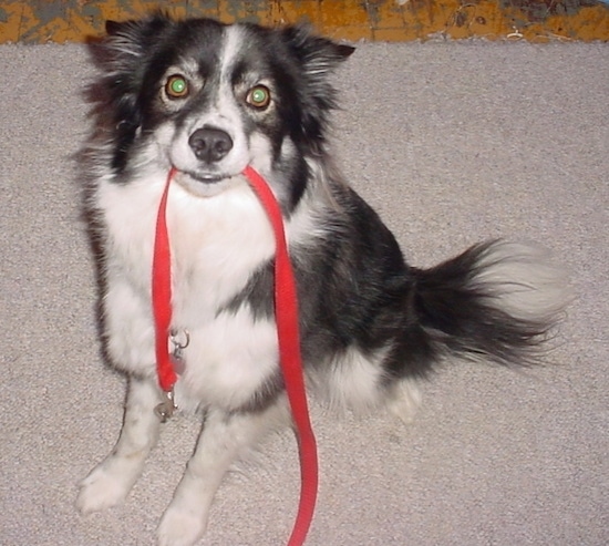 Close up - A black with white Ski-Border is sitting on a carpet, it has a red leash in its mouth and it is looking up. The dog looks like it has a smile on its face and its ears are pinned to the sides and its eyes are wide.