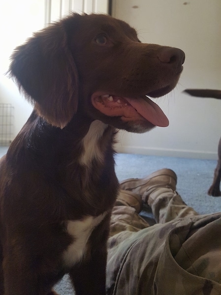 Close up head and upper body shot - A brown with white Spangold Retriever dog is sitting on a blue carpet and it is looking up and to the right. Its mouth is open and its tongue is out. There is a person laying to the right of it. It has thicker soft looking hair on its ears that hang down to the sides.