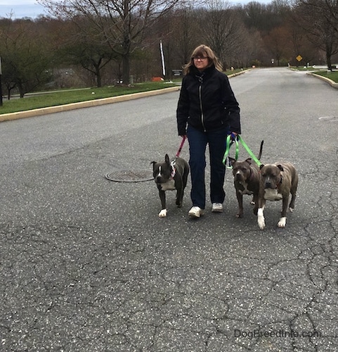 A lady in a black coat is leading three dogs on a walk down a street.