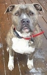 A blue-nose brindle Pit Bull Terrier is sitting on a hardwood porch and he is looking up.