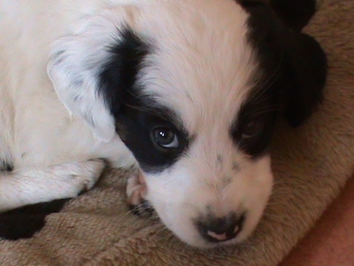 Close up head shot - A white with black Sprollie puppy is laying down on a tan dog bed and it is looking up.