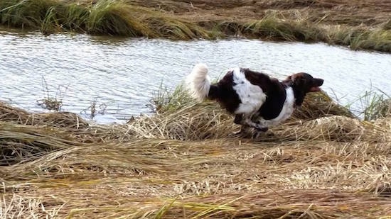 Action shot - A brown and white Stabyhoun is running across a flattened grass area near a body of water.