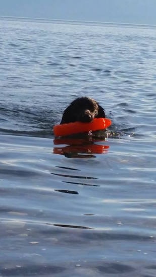 A brown and white Stabyhoun dog is swimming across a body of water and it has a red item in its mouth.