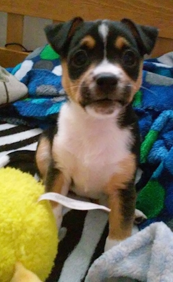 Close up - A tricolor black with white and tan Toy Foxie Doxie dog sitting on a bed and it is looking forward. It has small ears that fold forward in a v-shape.