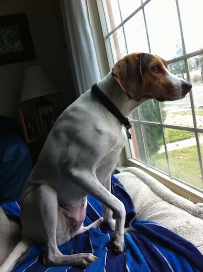 A tricolor large-breed dog up on its back end looking out of a window. The dog has a long snout and a black nose.