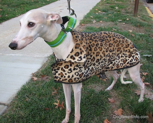 The front left side of a white Whippet standing outside and it is wearing a leopard print coat. The dog has a long body, long legs, a long tail and a long snout with a black nose and almond shaped brown eyes.