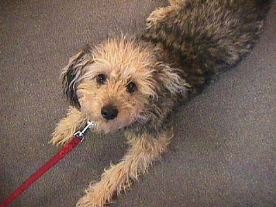 Top down view of wavy coated black and tan Woodle dog laying across a carpeted floor and looking up. It has wide dark eyes and a black nose.