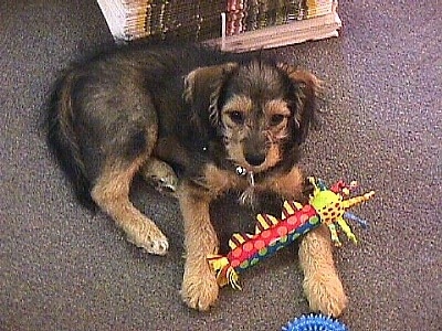 A black and tan Woodle puppy is laying across a carpeted floor in front of a stack of newspaper and there is a toy across its paws. It has ears that hang down to the sides, dark eyes and a dark nose.