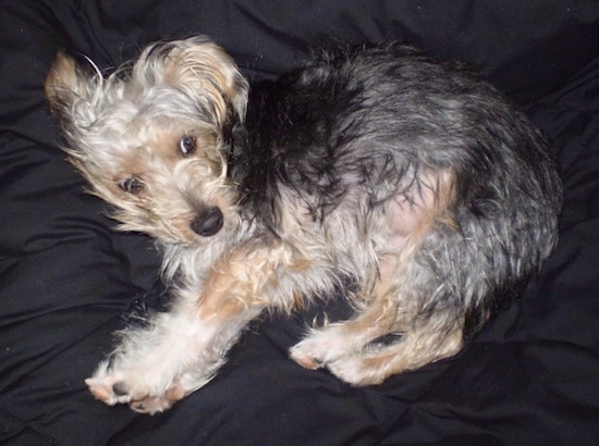 A little medium-haired black and tan dog laying on a black blanket. It has a black nose and dark eyes.