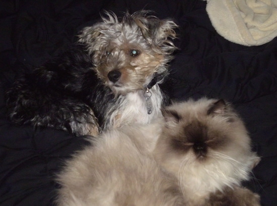 A  black and tan Yorkie Russell is laying on a couch with a fluffy white cream and black cat. There is a yellow towel hanging over the top of the couch above their heads.