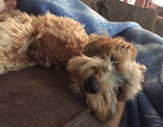 The right side of a tan Morkie that is laying on his side up on a brown couch next to a blue blanket looking like a floppy muppet