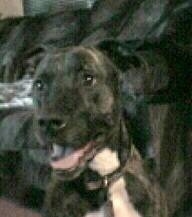 Close up - A black brindle American Pit Bull Terrier is sitting in front of a couch, it is looking to the left, its mouth open and it looks like it is smiling.