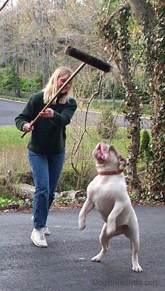 Spike the Bulldog is jumping at the broom