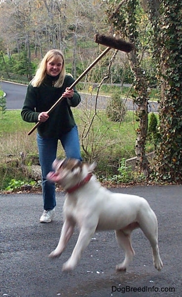 Spike the Bulldog landing after jumping at a broom