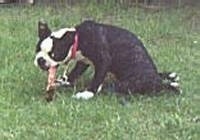 Bunny the Boston Terrier is sitting in a field, its hind legs backwards, and chewing on a bone