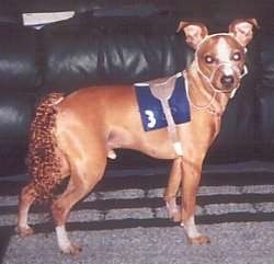 A brown dog is standing in front of a couch in a race horse costume. 