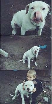 Three pictures of a sitting white American Bulldog and in the last photo the dog gets hugged by a boy.