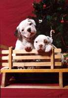 Two American Bulldog puppies are sittign behind a miniature wooden bench and behind them is a Christmas tree.