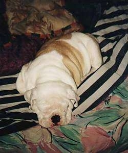 Big Mack the Bulldog puppy sleeping on a black and white striped blanket