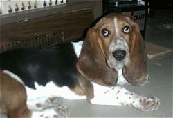 Maggie the Basset Hound laying down in a garage